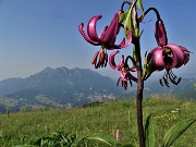 02 Lilium martagon (Giglio martagone)sul sent. 221 in Alpe Arera con vista in Alben